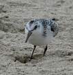 Bécasseau sanderling