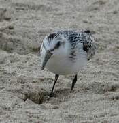 Sanderling