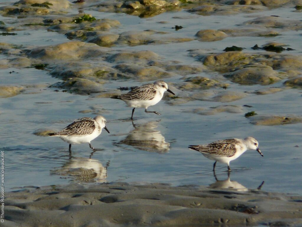 Sanderling