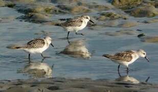 Bécasseau sanderling