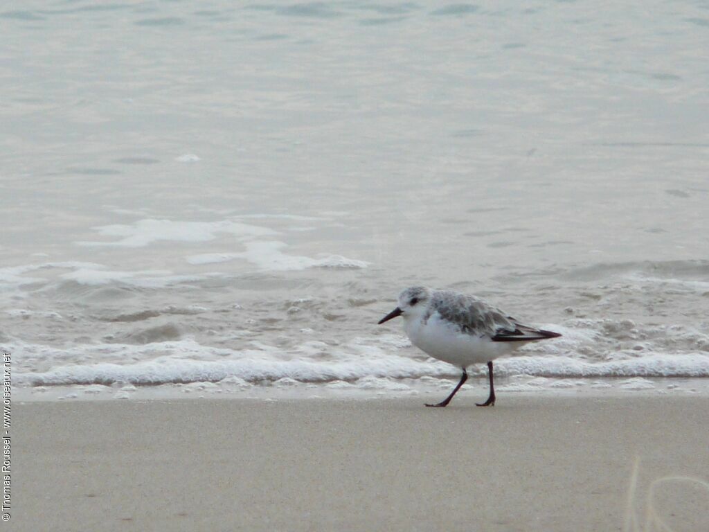 Bécasseau sanderling