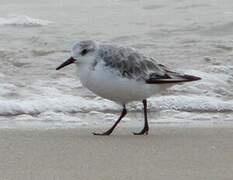 Bécasseau sanderling