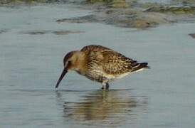 Dunlin