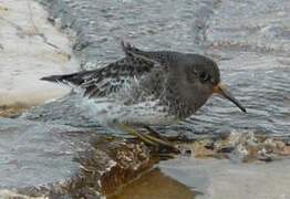 Purple Sandpiper