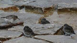 Purple Sandpiper