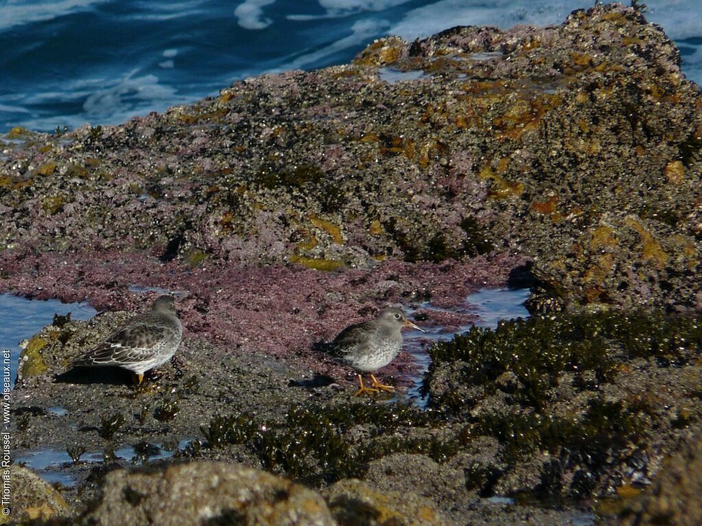 Purple Sandpiper