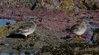 Purple Sandpiper