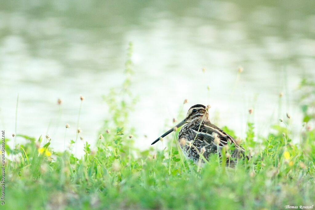 Common Snipe, identification