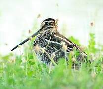 Common Snipe