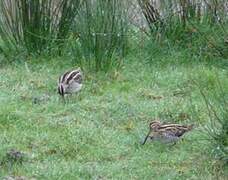 Common Snipe