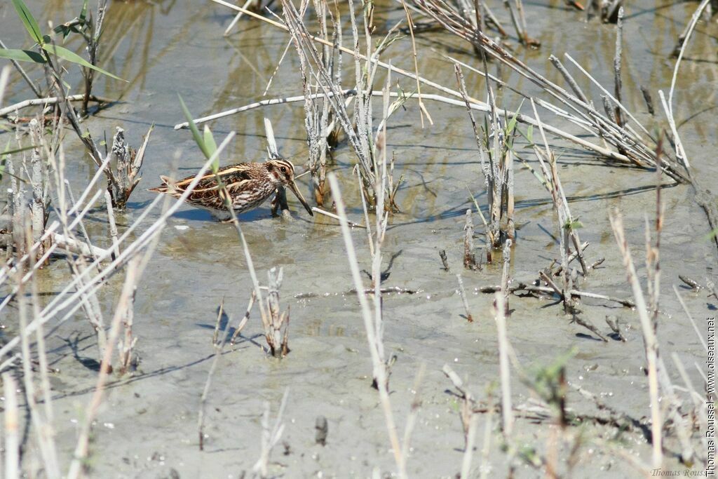 Jack Snipe