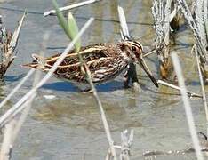 Jack Snipe