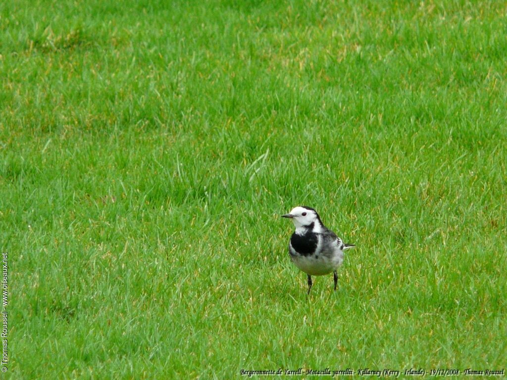 White Wagtail (yarrellii)adult, identification