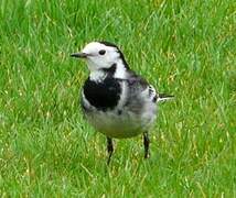 White Wagtail (yarrellii)