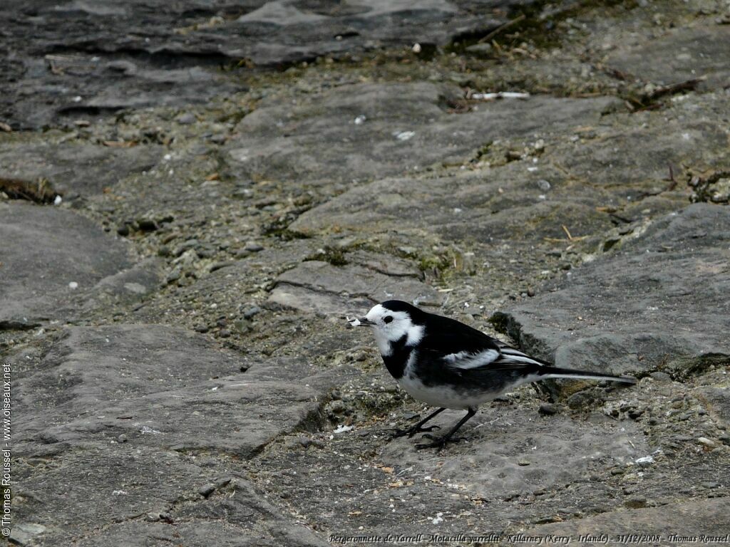 White Wagtail (yarrellii)adult, identification