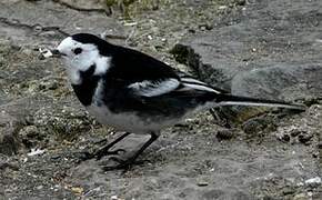 White Wagtail (yarrellii)