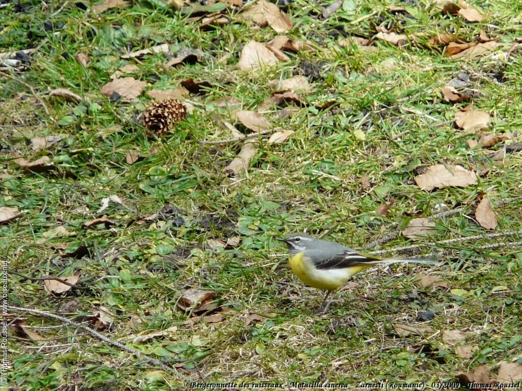 Grey Wagtail male adult breeding, identification