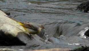 Grey Wagtail