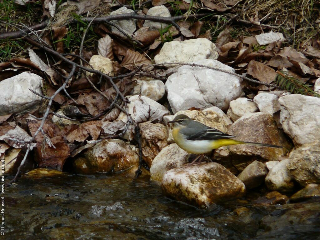 Bergeronnette des ruisseaux