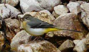 Grey Wagtail