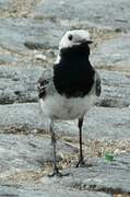 White Wagtail