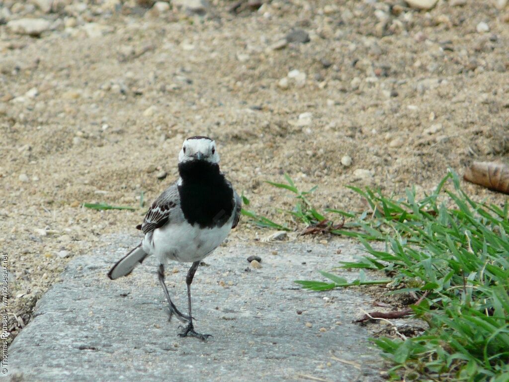 White Wagtail male adult, identification