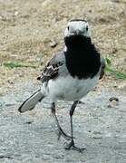 White Wagtail