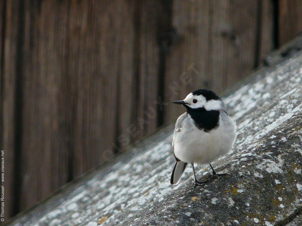 White Wagtail, identification