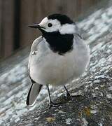 White Wagtail