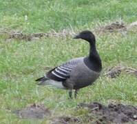 Brant Goose