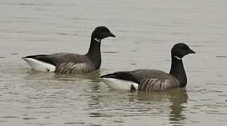 Brant Goose