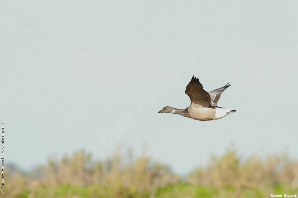 Brant Goose, Flight