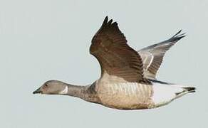 Brant Goose