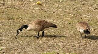 Canada Goose