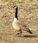 Canada Goose