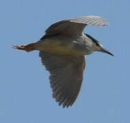 Black-crowned Night Heron