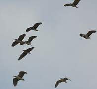 Black-crowned Night Heron