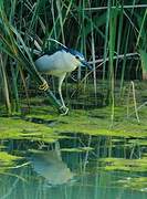 Black-crowned Night Heron