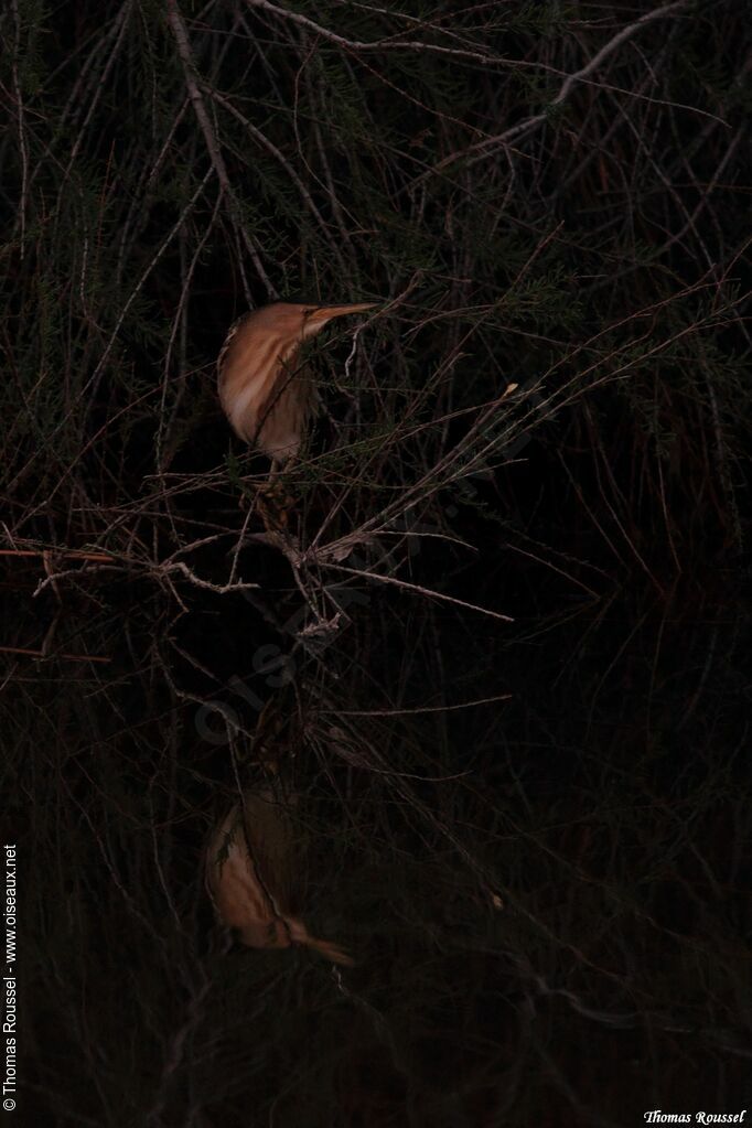 Little Bittern