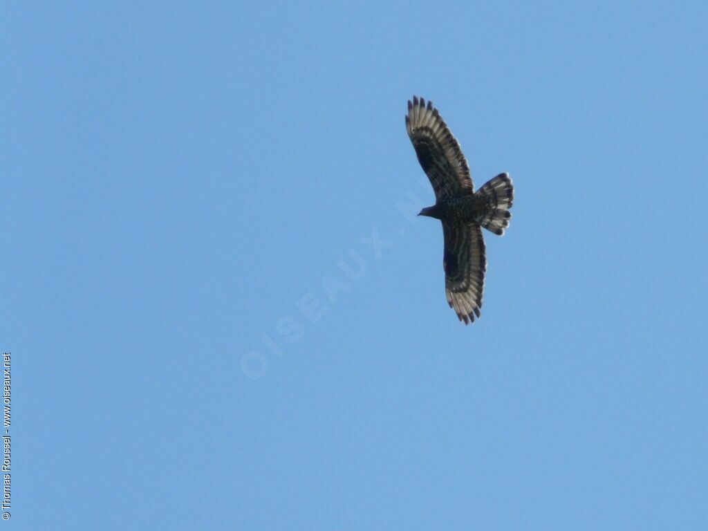 European Honey Buzzardjuvenile, Flight