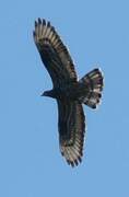 European Honey Buzzard