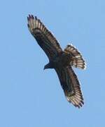 European Honey Buzzard