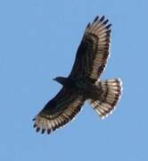 European Honey Buzzard