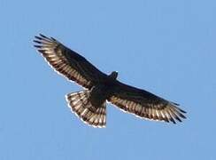 European Honey Buzzard