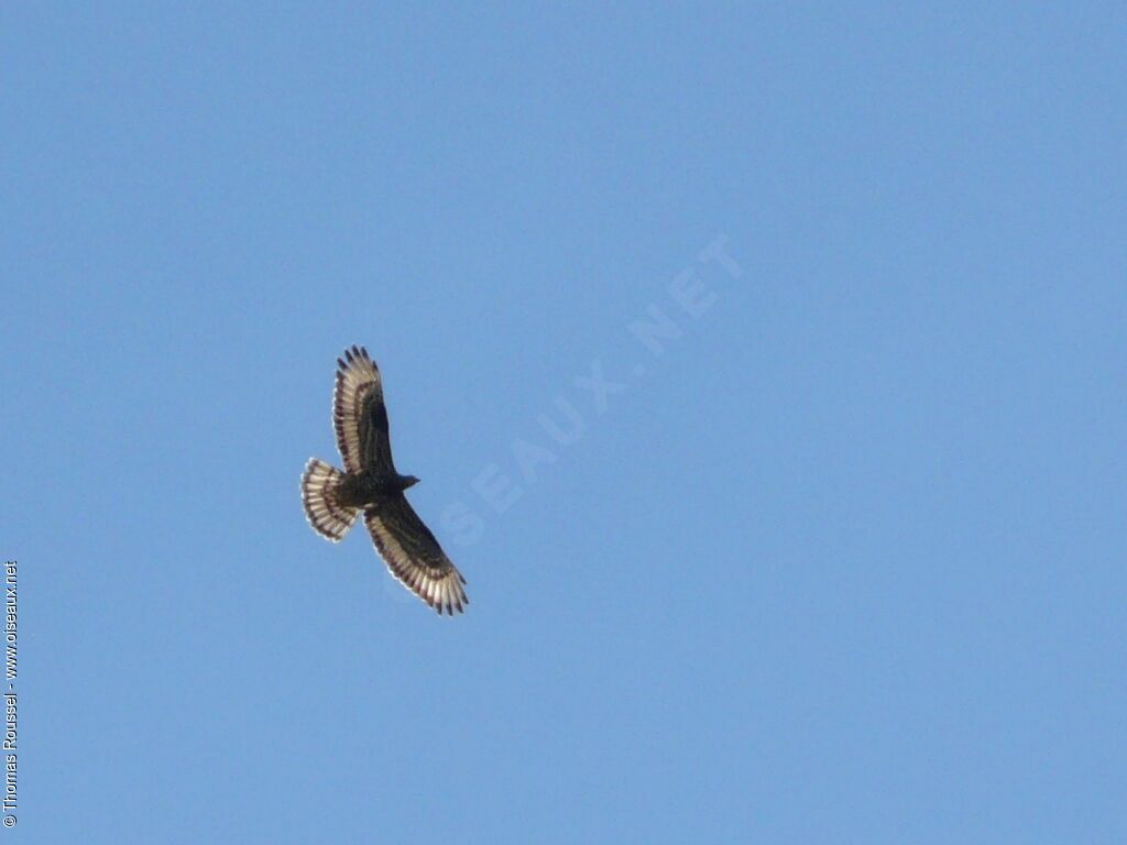 European Honey Buzzardjuvenile, Flight