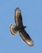 European Honey Buzzard