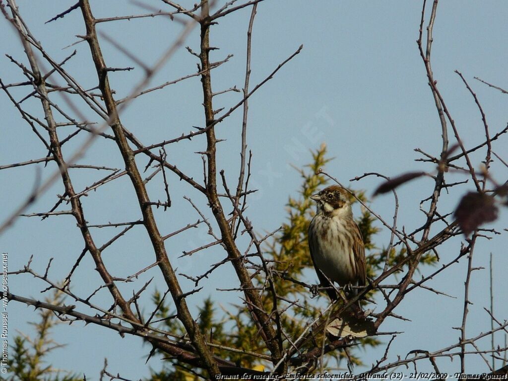 Common Reed Bunting male adult, identification