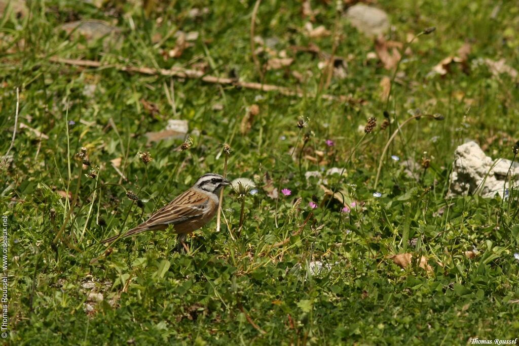 Rock Bunting, identification