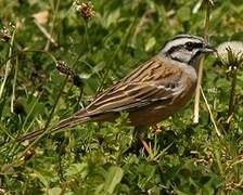 Rock Bunting