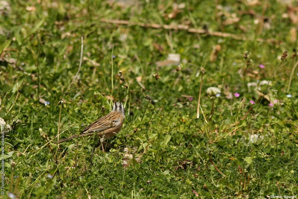 Rock Bunting, identification